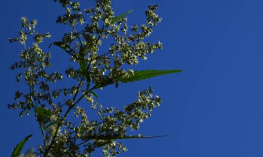 Çiçekli kenevir bitkisi mavi gökyüzüne karşı. Seçici odak