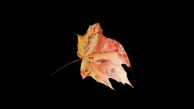 Sonbahar akçaağaç yaprağının alfa şeffaf arkaplanda doğal organik döngü döndürme animasyonu