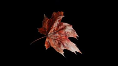 Sonbahar akçaağaç yaprağının alfa şeffaf arkaplanda doğal organik döngü döndürme animasyonu