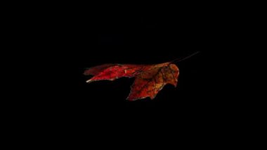 Sonbahar akçaağaç yaprağının alfa şeffaf arkaplanda doğal organik döngü döndürme animasyonu