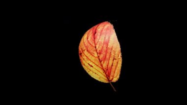 Sonbahar akçaağaç yaprağının alfa şeffaf arkaplanda doğal organik döngü döndürme animasyonu