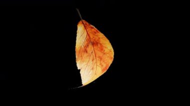 Sonbahar akçaağaç yaprağının alfa şeffaf arkaplanda doğal organik döngü döndürme animasyonu