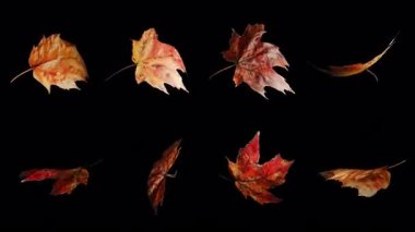 4K Organik Dönen Sonbahar Akçaağaç Koleksiyonu Alfa Şeffaflığı ile Döndürme Döngüsünü Bırakıyor