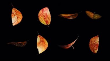 4K Organik Dönen Sonbahar Akçaağaç Koleksiyonu Alfa Şeffaflığı ile Döndürme Döngüsünü Bırakıyor