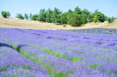 Walking in a lavender field during a sunny day