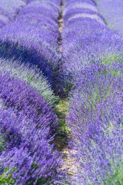 Walking in a lavender field during a sunny day