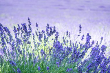 Walking in a lavender field during a sunny day