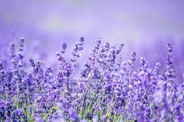 Walking in a lavender field during a sunny day