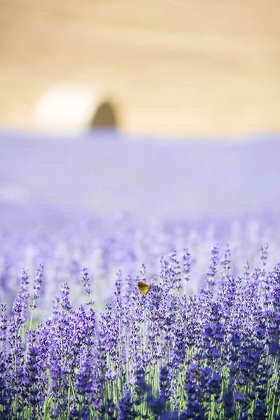 Walking Lavender Field Sunny Day — Fotografia de Stock