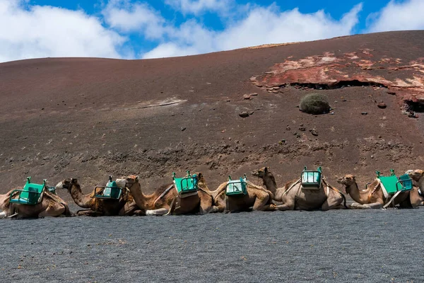 Camelos Dentro Parque Nacional Timanfaya Vulcões Lanzarote Durante Dia Ensolarado — Fotografia de Stock