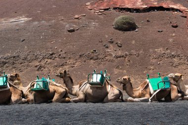 Timanfaya Ulusal Parkı 'ndaki develer ve Lanzarote' deki volkanlar güneşli bir günde