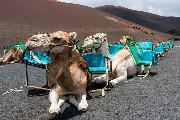 Верблюды Национальном Парке Тиманфайя Вулканы Лансароте Солнечный День — стоковое фото