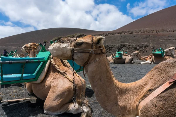 Kameler Inne Nationalparken Timanfaya Och Vulkanerna Lanzarote Solig Dag — Stockfoto