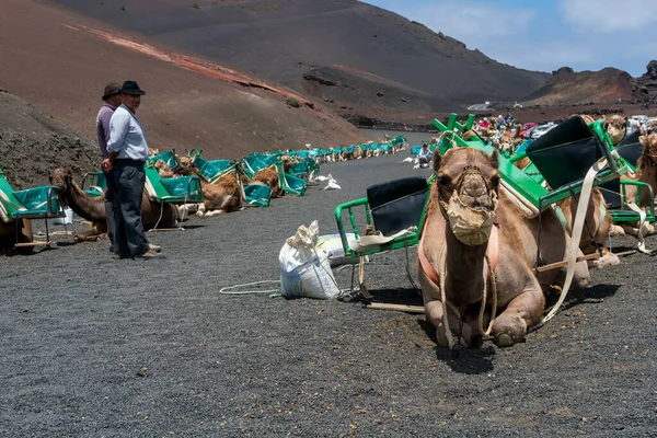 Timanfaya Espanha Agosto 2018 Turistas Montam Camelos Dentro Parque Nacional — Fotografia de Stock