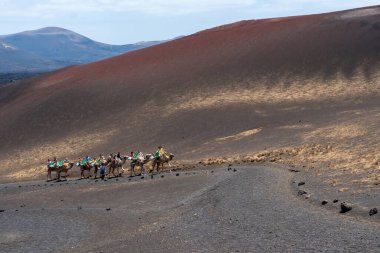 Timanfaya, İspanya - 10 Ağustos 2018: Turistler güneşli bir günde Timanfaya Ulusal Parkı 'nda ve Lanzarote Volkanları' nda deveye biniyorlar.