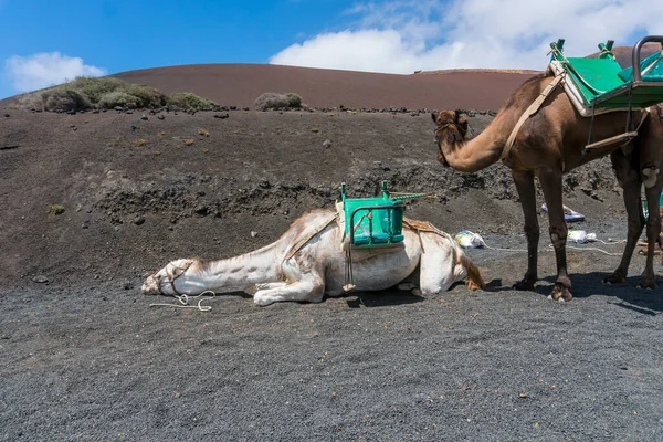 Camelos Dentro Parque Nacional Timanfaya Vulcões Lanzarote Durante Dia Ensolarado — Fotografia de Stock