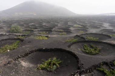 Geria manzarası, sisli bir günde Lanzarote 'un en karakteristik ve eşsiz tarım manzaralarından biri.