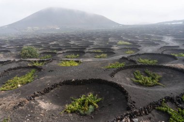 Geria manzarası, sisli bir günde Lanzarote 'un en karakteristik ve eşsiz tarım manzaralarından biri.