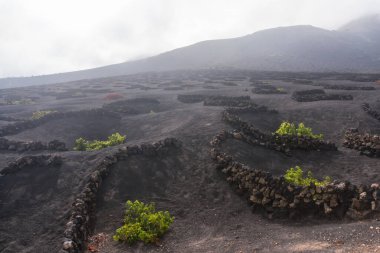 Geria manzarası, sisli bir günde Lanzarote 'un en karakteristik ve eşsiz tarım manzaralarından biri.
