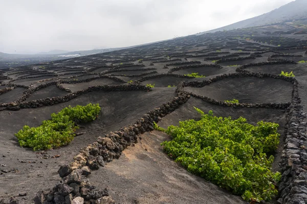 Geria manzarası, sisli bir günde Lanzarote 'un en karakteristik ve eşsiz tarım manzaralarından biri.