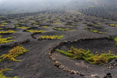 Geria manzarası, sisli bir günde Lanzarote 'un en karakteristik ve eşsiz tarım manzaralarından biri.