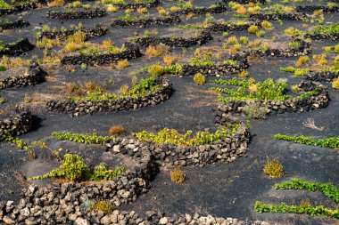 Geria manzarası, sisli bir günde Lanzarote 'un en karakteristik ve eşsiz tarım manzaralarından biri.