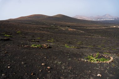 Geria manzarası, sisli bir günde Lanzarote 'un en karakteristik ve eşsiz tarım manzaralarından biri.