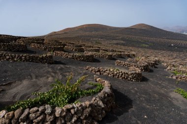 Geria manzarası, sisli bir günde Lanzarote 'un en karakteristik ve eşsiz tarım manzaralarından biri.