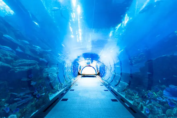 Dubai United Arab Emirates March 2023 People Admire Famous Aquarium Stock Photo