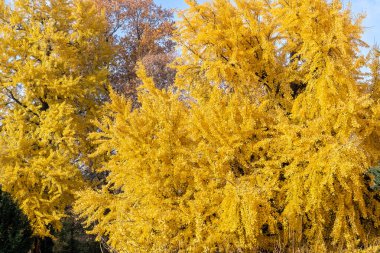 Sonbahar mevsiminde, güneşli bir günde sarı ağaçlar
