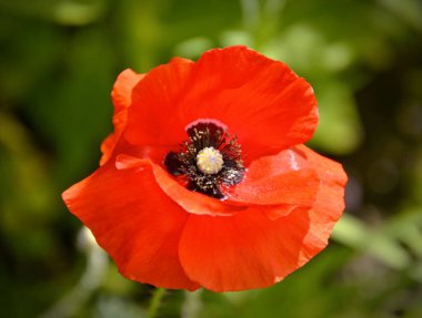 Vahşi Gelincik Rüyaları: Kızıl Güzellik Patlaması