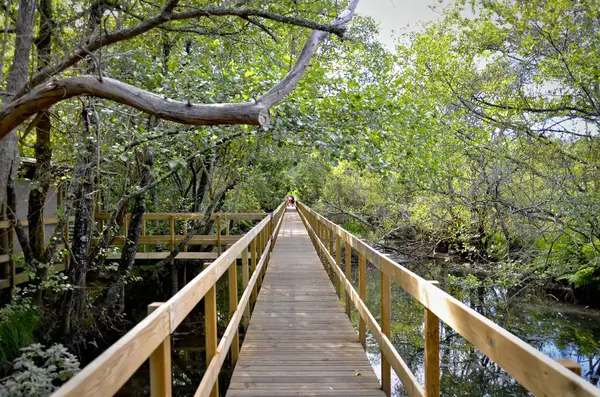 Bertiandos Boardwalk: Portekiz 'de Doğa Fısıldar ve Ayak Adımları Yankıları