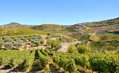 Mirasın Elleri: Portekiz 'deki Douros Dik Teraslarında Geleneksel Üzüm Hasadı