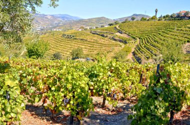 Mirasın Elleri: Portekiz 'deki Douros Dik Teraslarında Geleneksel Üzüm Hasadı