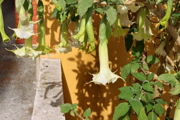 Delicadas Flores Brugmansia Blanca Comúnmente Conocida Como Trompeta Del Ángel — Foto de Stock