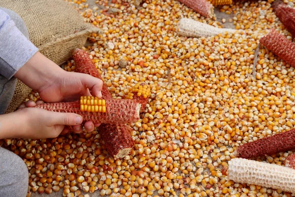 Process Shelling Corn Manually Hand Close Child Hand Shucking Corn — Stock Photo, Image