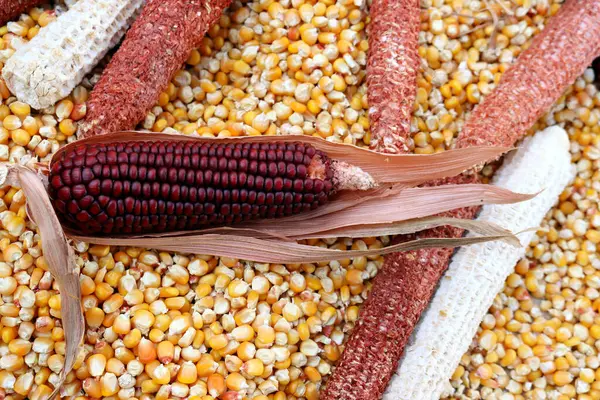 red corn against a background of yellow corn kernels and cobs.