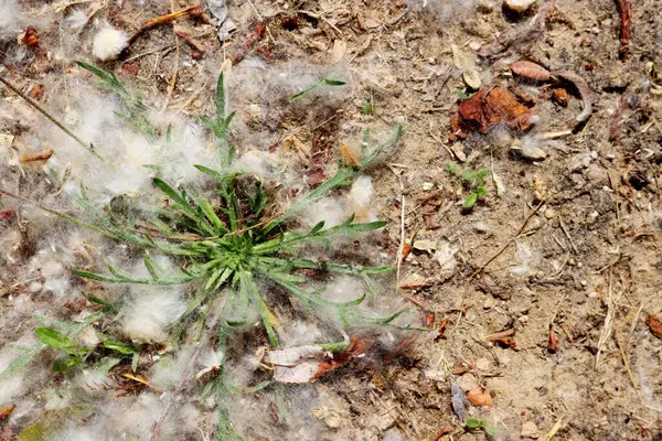Kuru zeminde kabarık beyaz kavak tüyleriyle kaplı yeşil çimen yaprakları. Doğal bahar alerjisi konsepti, mevsimlik bitki sahnesi.