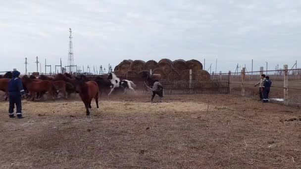 Uralsk Kazakhstan Qazaqstan 2022 Orang Menangkap Kuda Dengan Jerat Kandang — Stok Video