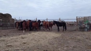 Çiftlikteki bir otlakta güzel atlar. Bulutlu havada ağılda bir sürü at var. Kırsal kesimde evcil hayvan