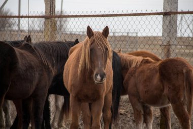 Batı Kazakistan 'daki bir otlakta vahşi at sürüsü. Bulutlu bir günde diğer atların arasında yelesi uzun bir at..