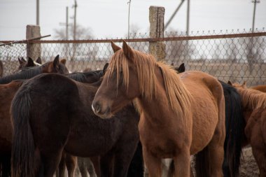 Batı Kazakistan 'daki bir otlakta vahşi at sürüsü. Bulutlu bir günde diğer atların arasında yelesi uzun bir at..