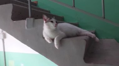 Kedi bir apartmanın girişindeki merdivenlerde yatıyor. Beyaz bir kedi beton bir merdivende dinleniyor..