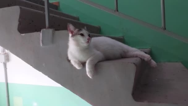 Cat Lies Stairs Entrance Apartment Building White Cat Resting Concrete — Stock Video