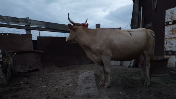 长着长角的大母牛 傍晚时分 村里的奶牛站在院子里 — 图库视频影像