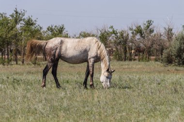 Gri bir at Kazakistan 'da bir tarlada otluyor.
