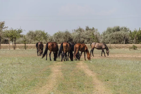 Herd Horses Graze Field Kazakhstan — Stock Photo, Image