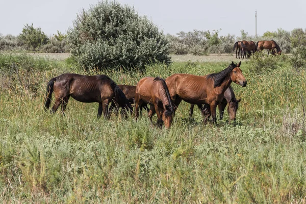 Hjord Hästar Betar Ett Fält Kazakstan — Stockfoto