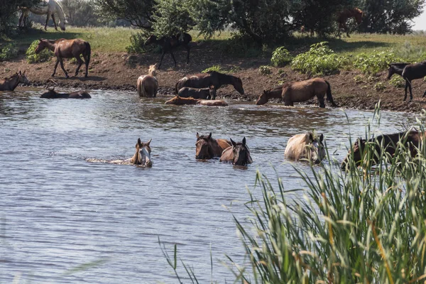 Eine Herde Pferde Badet Und Trinkt Wasser Fluss Derkul Der — Stockfoto