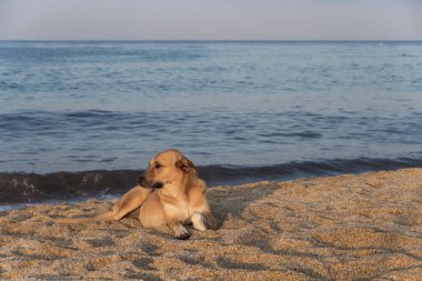 Alanya 'daki Akdeniz kıyısındaki Kleopatra kumsalında bir köpek yatıyor..